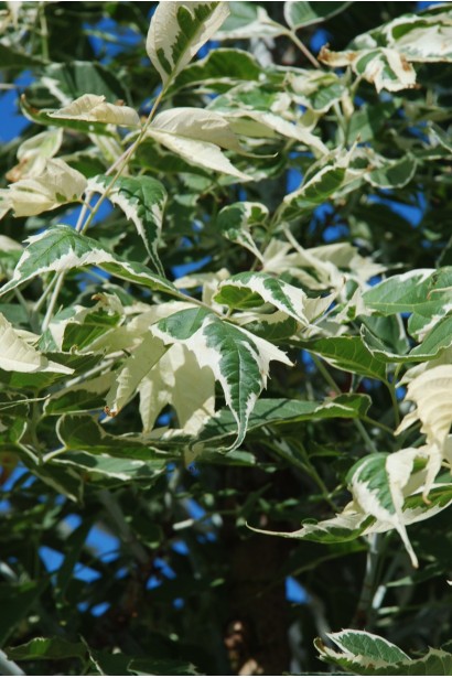 Клен ясенолистий Фламінго